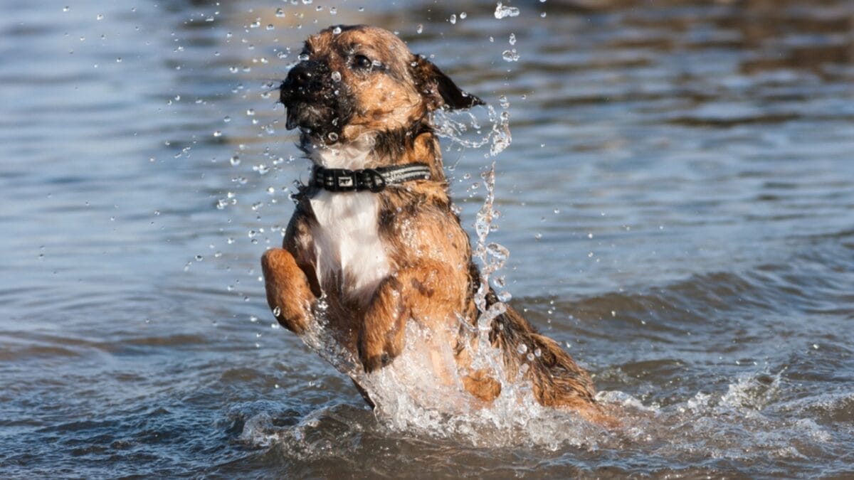 The 100-Mile Solo Journey of Lucky & 10 Reasons Why Border Terriers are Extraordinary 5 The 100-Mile Solo Journey of Lucky & 10 Reasons Why Border Terriers are Extraordinary - border terrier dog splashing water ss500512216