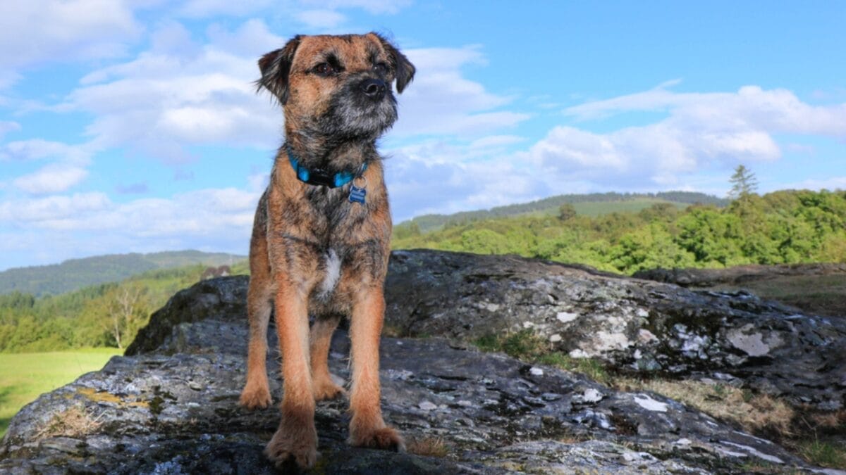 The 100-Mile Solo Journey of Lucky & 10 Reasons Why Border Terriers are Extraordinary 9 The 100-Mile Solo Journey of Lucky & 10 Reasons Why Border Terriers are Extraordinary - border terrier dog standing rock ss1136688962