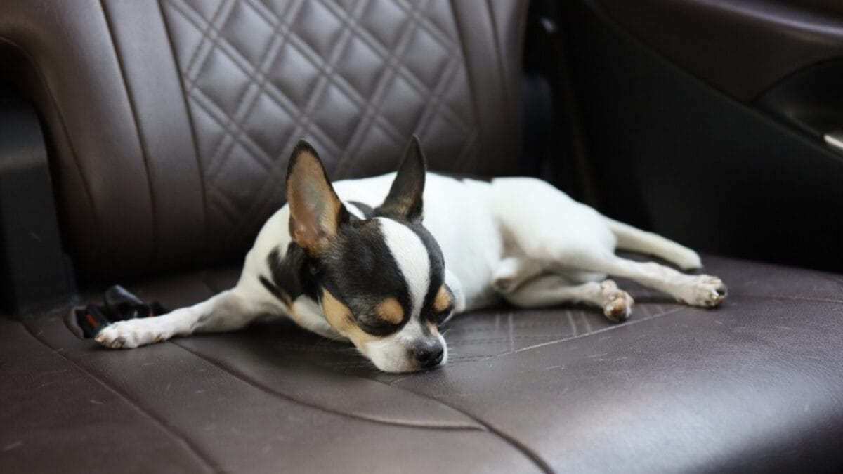 20 Adorable Dog Breeds Famous for Their Snoring 12 20 Adorable Dog Breeds Famous for Their Snoring - boring chihuahua ss2384203307