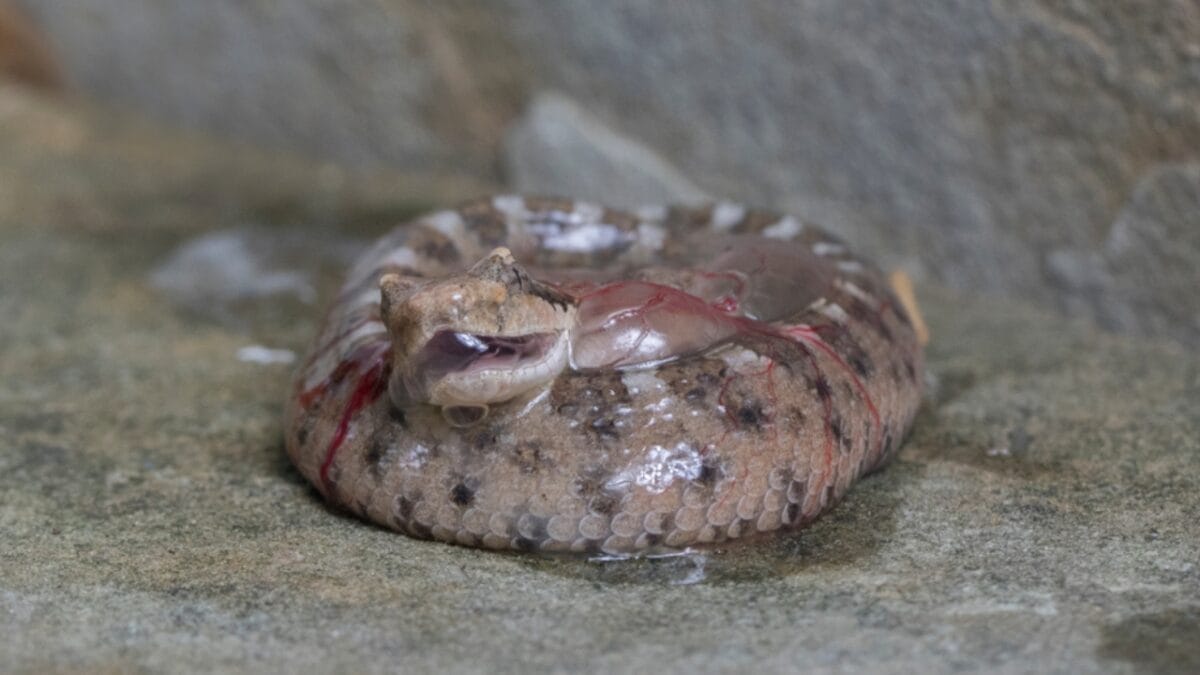 12 Rattlesnake Facts You Probably Didn't Know About - born rattlesnake ss1099065182