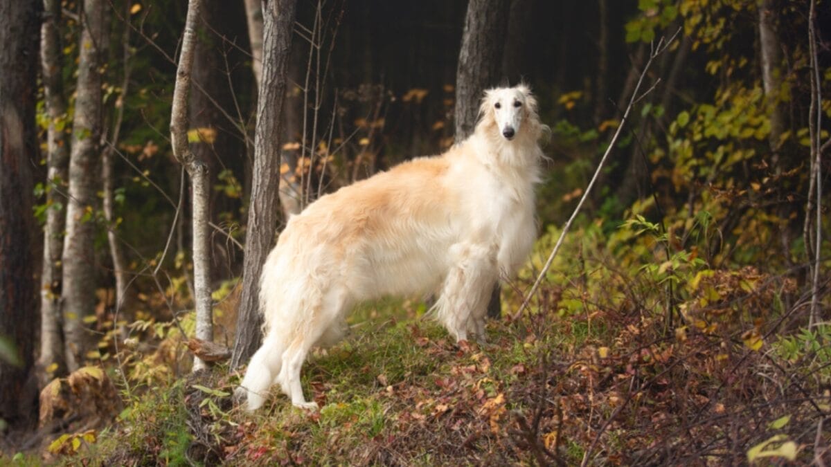 10 Little-Known Quirks of Borzoi Dogs - borzoi dog in forest ss1844567041