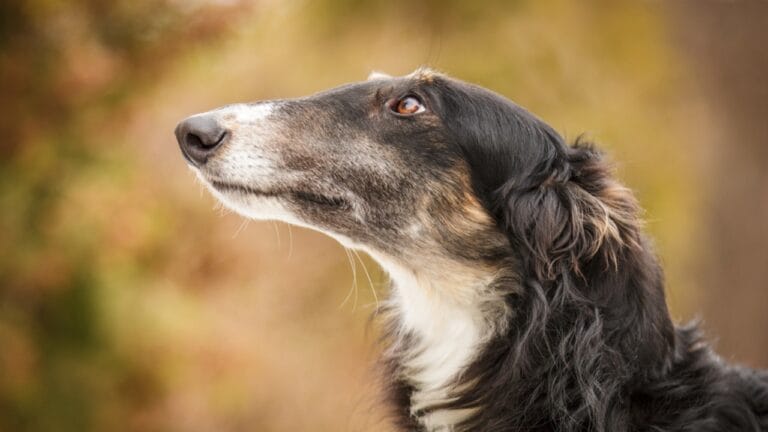 10 Little-Known Quirks of Borzoi Dogs - borzoi dog looking side ss534750577