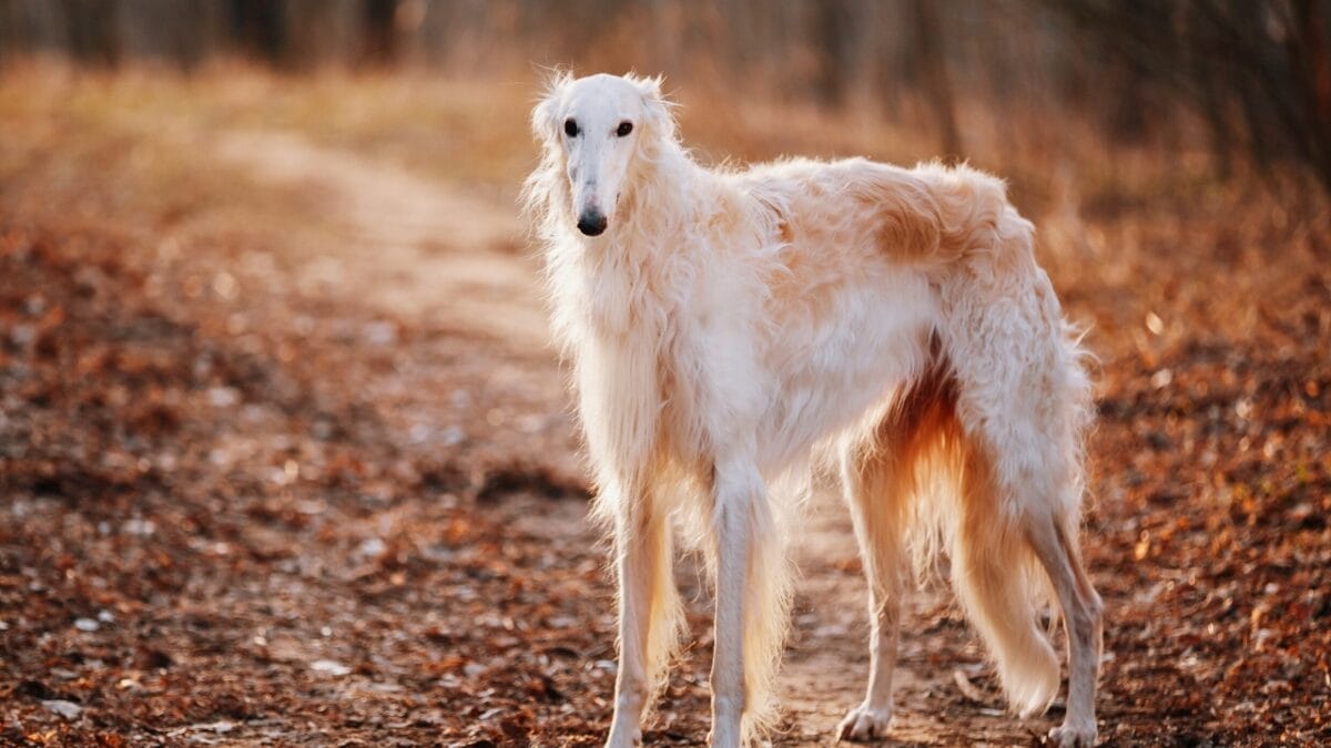 8 Fastest Dog Breeds & Their Speeds - borzoi dog on dried leaves ss547414732