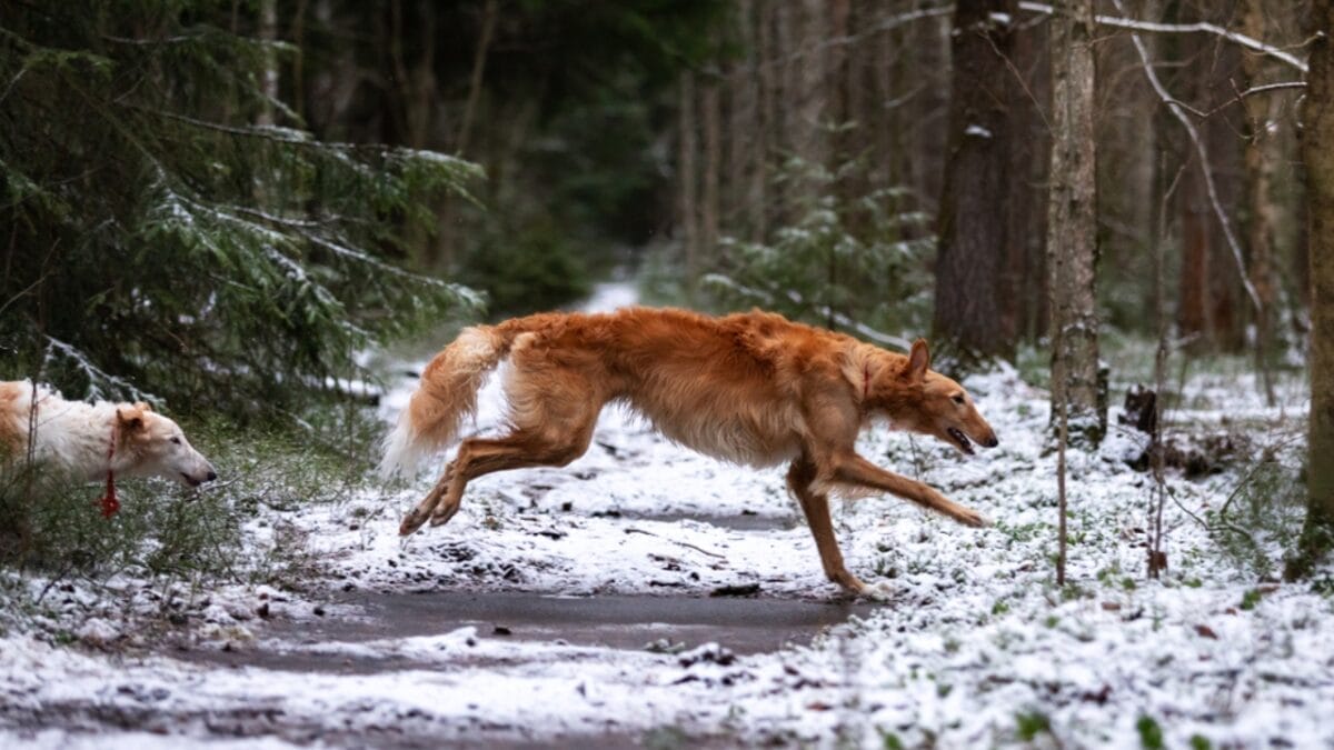10 Little-Known Quirks of Borzoi Dogs 9 10 Little-Known Quirks of Borzoi Dogs - borzoi dog running outdoors ss1754068763