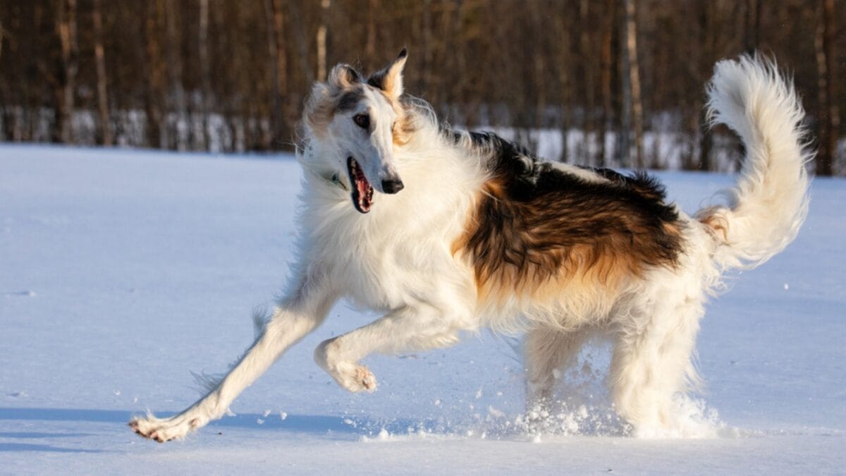 10 Little-Known Quirks of Borzoi Dogs - borzoi dog running snow ss1645783414