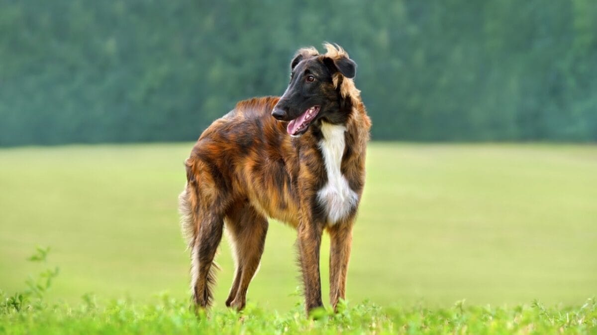 10 Little-Known Quirks of Borzoi Dogs - borzoi dog standing grass brown ss2056067357