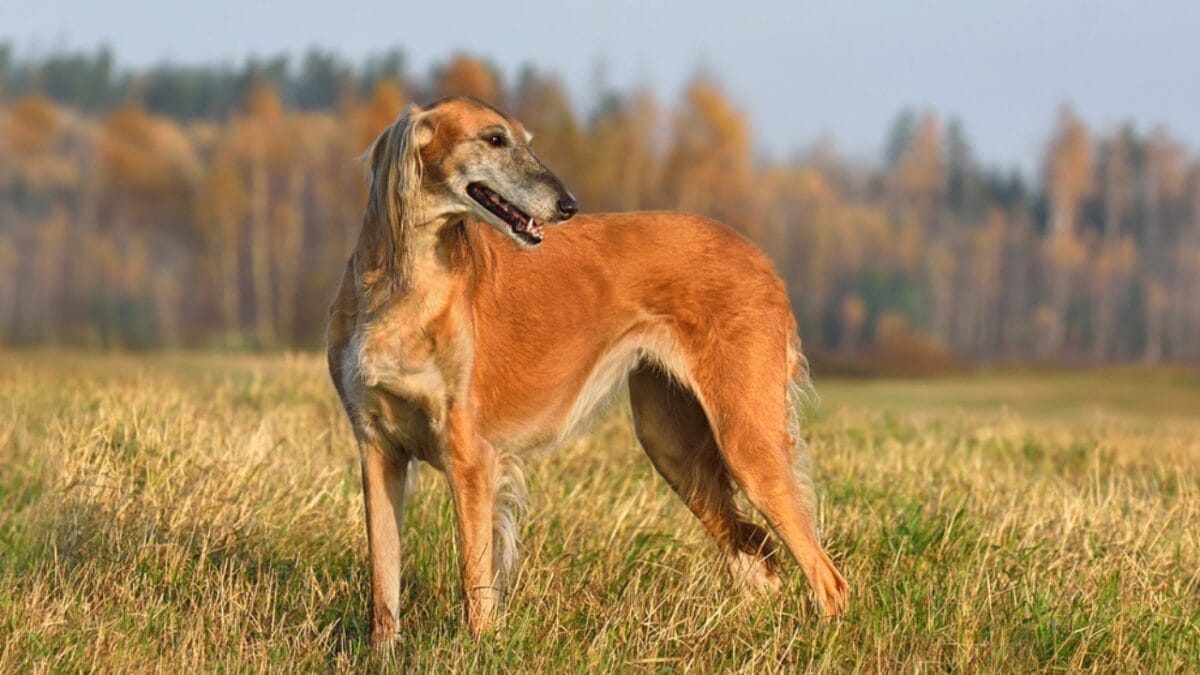 10 Little-Known Quirks of Borzoi Dogs - borzoi dog standing grass ss2056067375