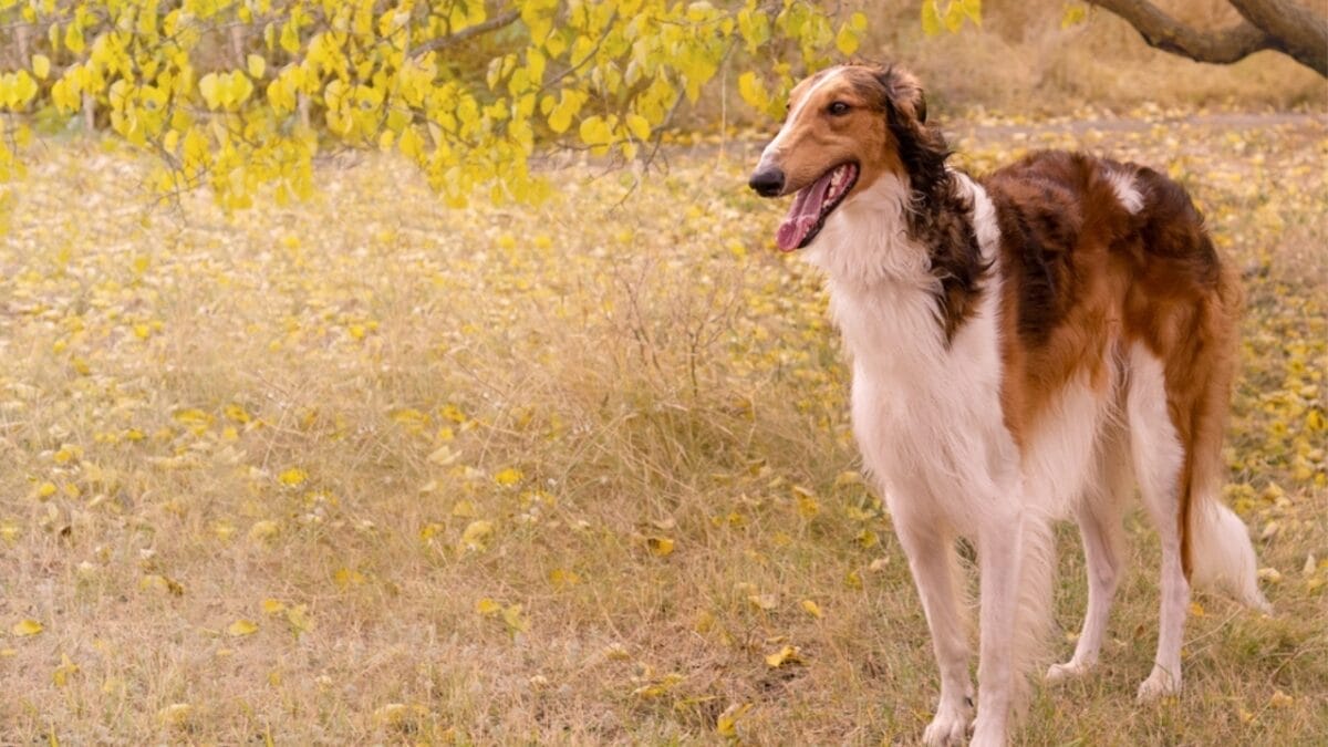 10 Little-Known Quirks of Borzoi Dogs - borzoi dog standing park ss2203855075