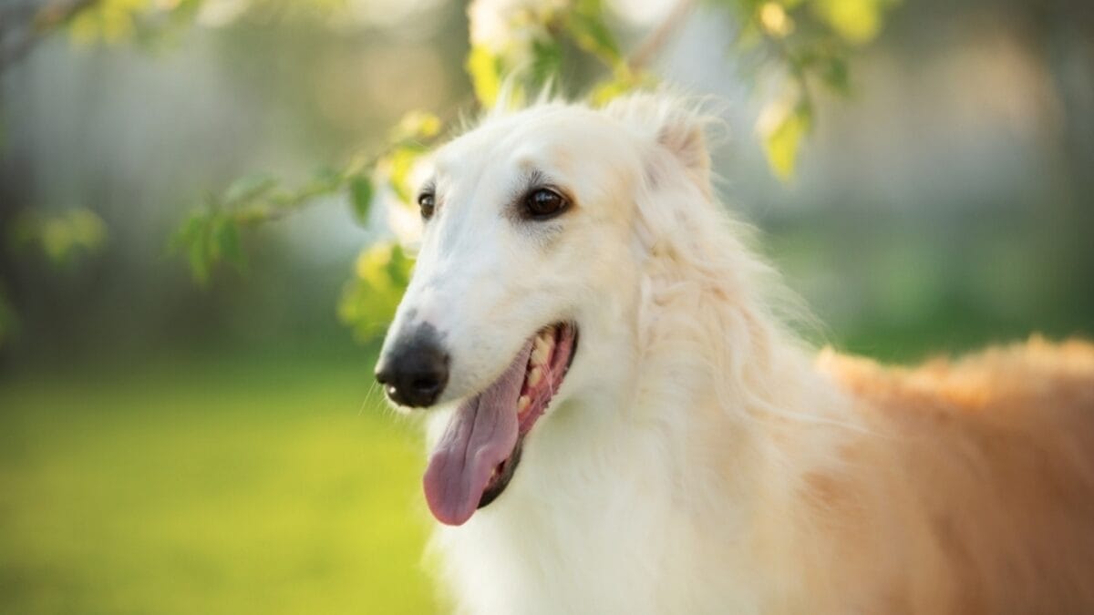 10 Little-Known Quirks of Borzoi Dogs - borzoi dog tongue leaves ss2315818661
