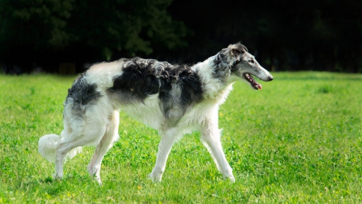 10 Little-Known Quirks of Borzoi Dogs - borzoi dog walking grass ss2310667969
