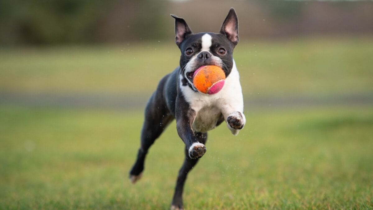 The Legacy of WWI Sgt. Stubby: 10 Educational Facts About Boston Terriers 10 The Legacy of WWI Sgt. Stubby: 10 Educational Facts About Boston Terriers - boston dog playing ball ss1839781687