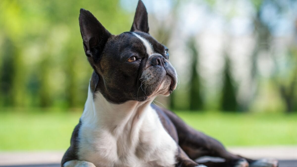 12 Dog Facial Expressions & What They Really Mean 4 12 Dog Facial Expressions & What They Really Mean - boston dog sitting ss1725607612