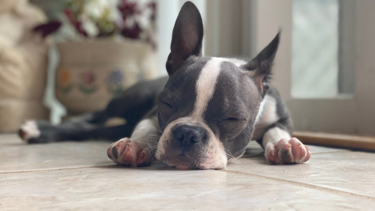 The Legacy of WWI Sgt. Stubby: 10 Educational Facts About Boston Terriers 8 The Legacy of WWI Sgt. Stubby: 10 Educational Facts About Boston Terriers - boston dog sleeping ss1828446383