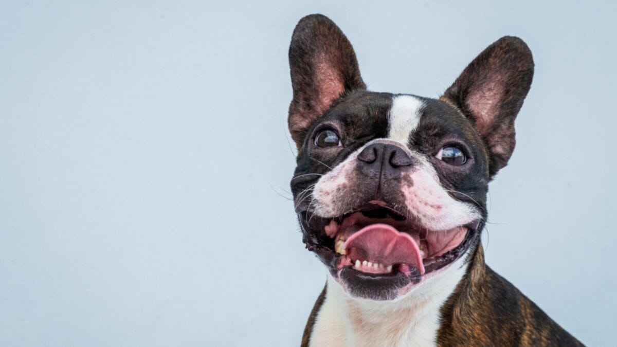 The Legacy of WWI Sgt. Stubby: 10 Educational Facts About Boston Terriers 5 The Legacy of WWI Sgt. Stubby: 10 Educational Facts About Boston Terriers - boston dog smiling tongue ss1552019036