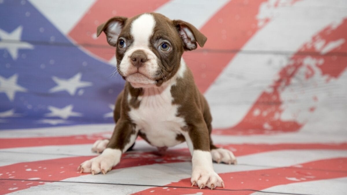 The Legacy of WWI Sgt. Stubby: 10 Educational Facts About Boston Terriers 3 The Legacy of WWI Sgt. Stubby: 10 Educational Facts About Boston Terriers - boston dog usa flag ss2454037563