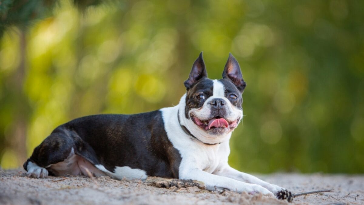 15 Dog Breeds That Could Be Mistaken for Pit Bulls 15 15 Dog Breeds That Could Be Mistaken for Pit Bulls - boston terrier ss1444438865