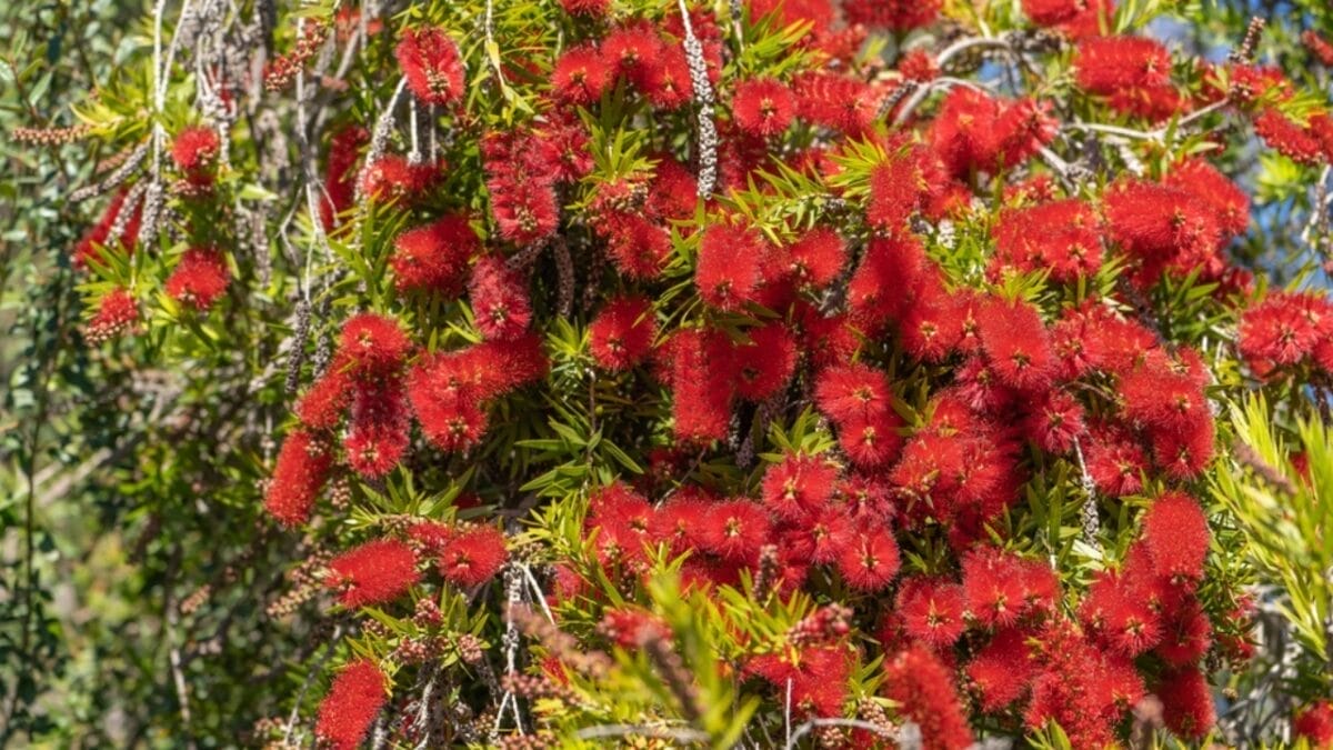 13 Fall Garden Ideas to Attract Pollinators Year After Year 8 13 Fall Garden Ideas to Attract Pollinators Year After Year - bottlebrush gem ss2215396711