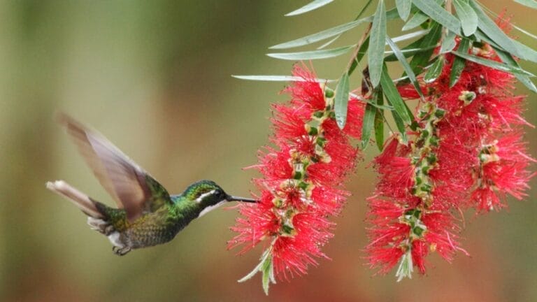 5 Reasons the Bottlebrush is a Gardener's Dream for Attracting Hummingbirds 8 5 Reasons the Bottlebrush is a Gardener's Dream for Attracting Hummingbirds - bottlebrush hummingbird ss1267584301