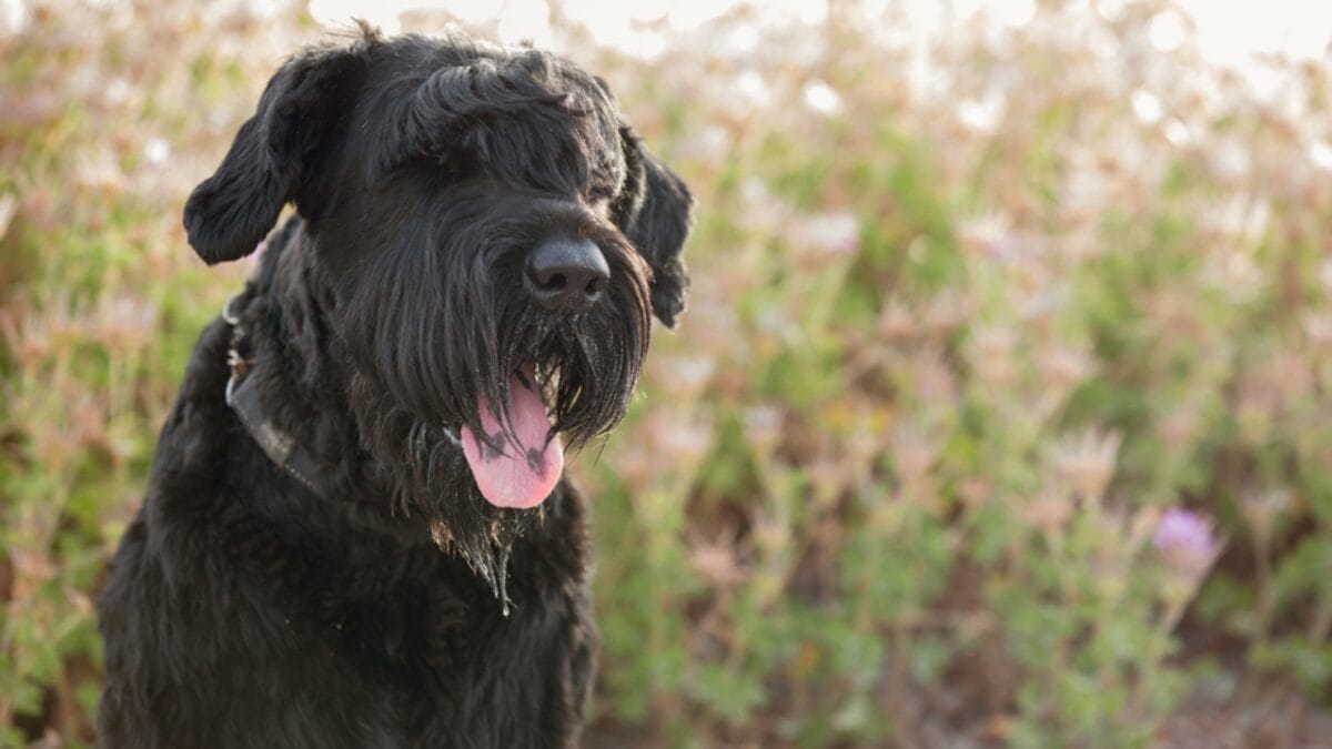 The Bouvier des Flandres: From WWI War Hero to Home Protector 2 The Bouvier des Flandres: From WWI War Hero to Home Protector - bouvier dog closeup ss2024729183