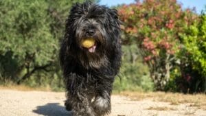 The Bouvier des Flandres: From WWI War Hero to Home Protector 1 The Bouvier des Flandres: From WWI War Hero to Home Protector - bouvier dog playing with ball ss2183970851