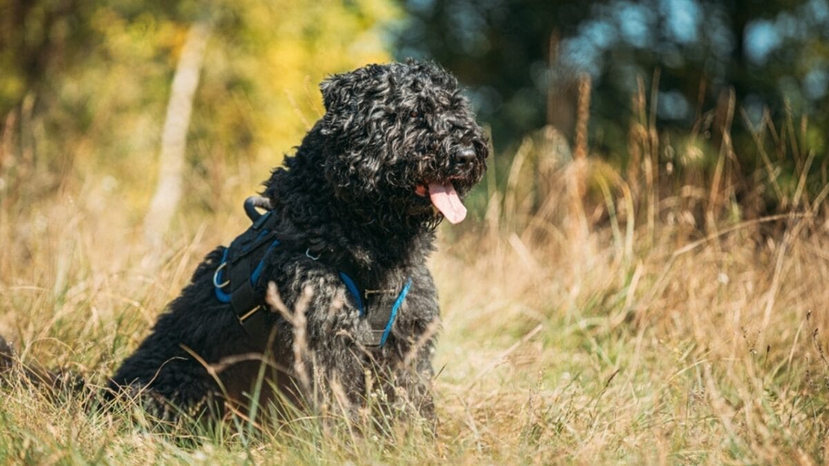 The Bouvier des Flandres: From WWI War Hero to Home Protector 6 The Bouvier des Flandres: From WWI War Hero to Home Protector - bouvier dog sitting grass ss2284063681