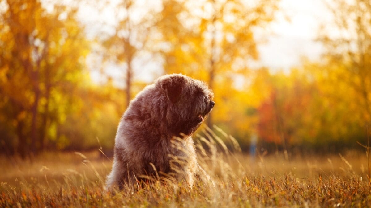 The Bouvier des Flandres: From WWI War Hero to Home Protector 11 The Bouvier des Flandres: From WWI War Hero to Home Protector - bouvier dog sitting nature ss677741485