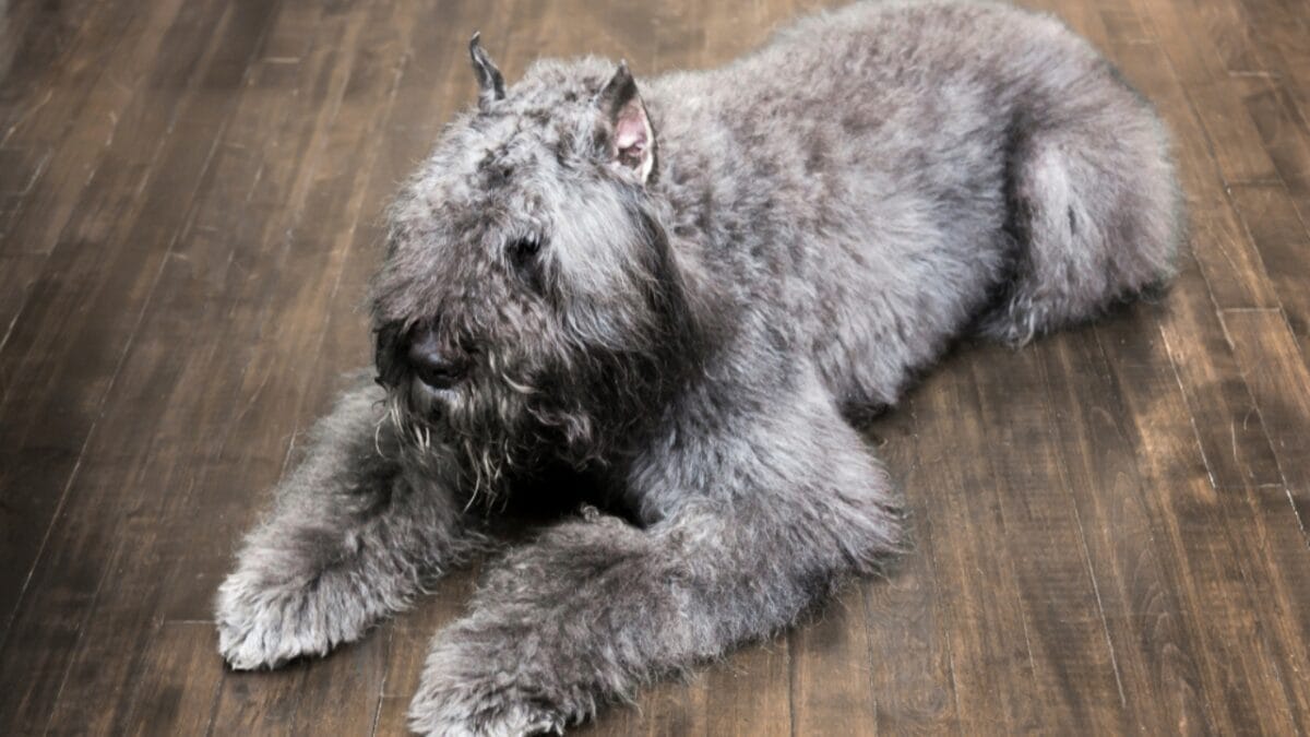 12 Dog Facial Expressions & What They Really Mean 8 12 Dog Facial Expressions & What They Really Mean - bouvier dog sitting on floor ss1047592654