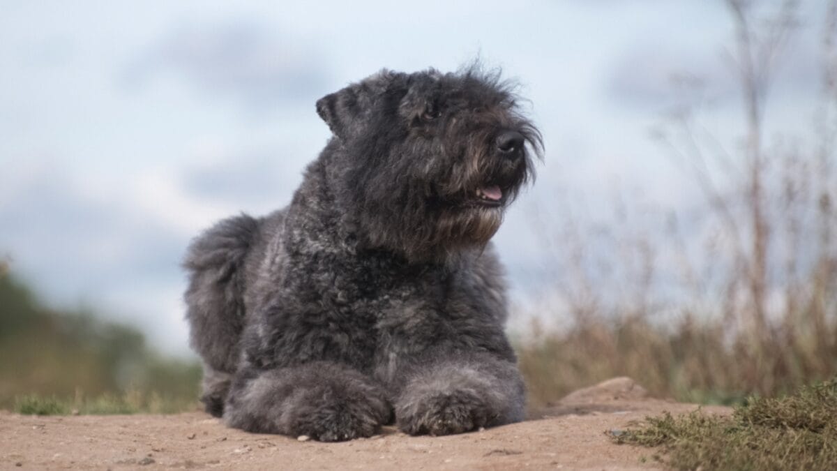 The Bouvier des Flandres: From WWI War Hero to Home Protector 9 The Bouvier des Flandres: From WWI War Hero to Home Protector - bouvier dog sitting side sand ss1591452160