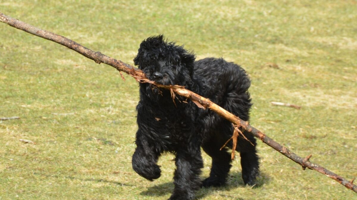 The Bouvier des Flandres: From WWI War Hero to Home Protector 3 The Bouvier des Flandres: From WWI War Hero to Home Protector - bouvier dog with stick ss1699746982