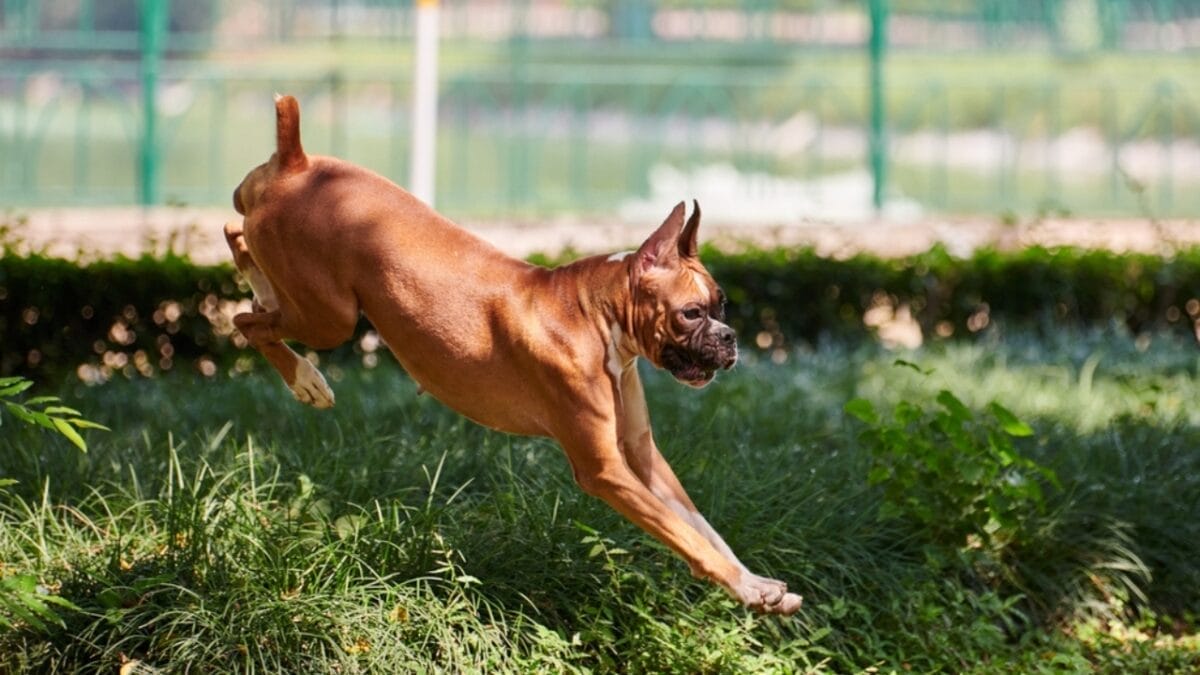 First German Police Dogs & 10 Other Things About Boxers Most People Don't Know 11 First German Police Dogs & 10 Other Things About Boxers Most People Don't Know - boxer dog jumping ss2274631769