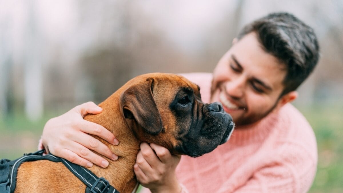 Puppy Prescriptions: The 10 Best Therapy Dog Breeds 6 Puppy Prescriptions: The 10 Best Therapy Dog Breeds - boxer dog ss2132647571