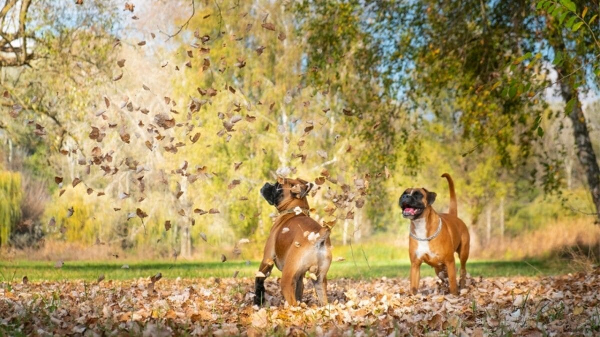 12 Dog Breeds That Might Turn Your Yard into a Dig Site 11 12 Dog Breeds That Might Turn Your Yard into a Dig Site - boxer dog ss2227256525