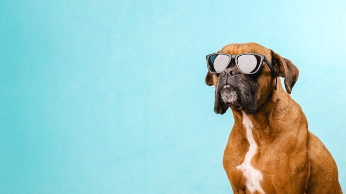 First German Police Dogs & 10 Other Things About Boxers Most People Don't Know 3 First German Police Dogs & 10 Other Things About Boxers Most People Don't Know - boxer dog wearing glasses ss2153914143