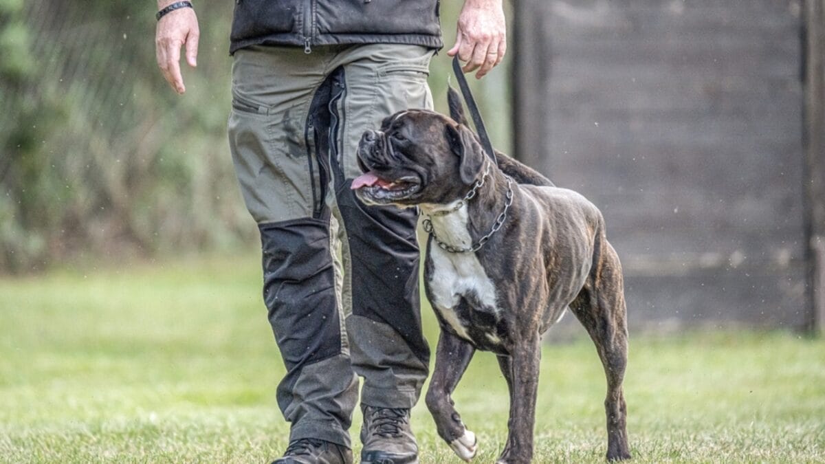 18 Fiercely Loyal Dog Breeds That are Natural Protectors - boxer dog with leash ss2364967499