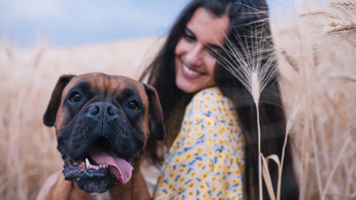 These 17 Dog Breeds are Perfect for Snuggling & Emotional Support - boxer dog with owner ss2043803936