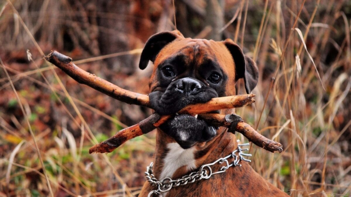 First German Police Dogs & 10 Other Things About Boxers Most People Don't Know 10 First German Police Dogs & 10 Other Things About Boxers Most People Don't Know - boxer dog with stick ss1972401683