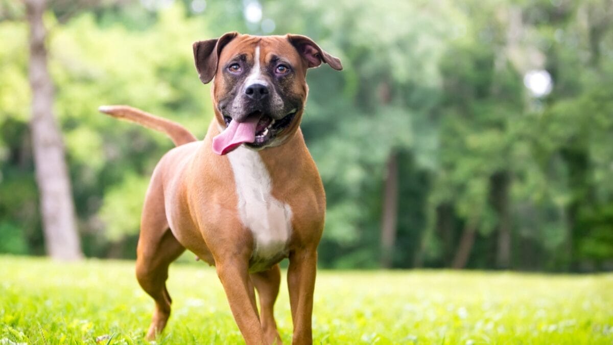 12 Dog Facial Expressions & What They Really Mean 9 12 Dog Facial Expressions & What They Really Mean - boxer dog with tongue ss2013442358