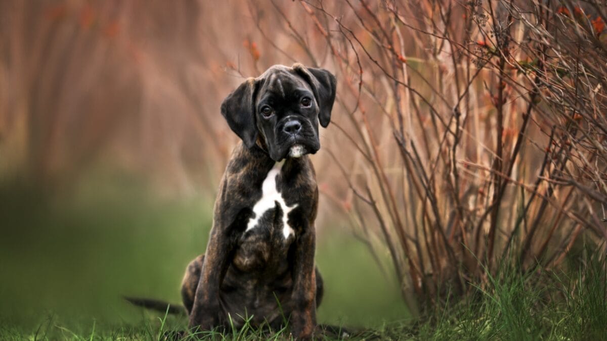 First German Police Dogs & 10 Other Things About Boxers Most People Don't Know 9 First German Police Dogs & 10 Other Things About Boxers Most People Don't Know - boxer puppy ss1969553026