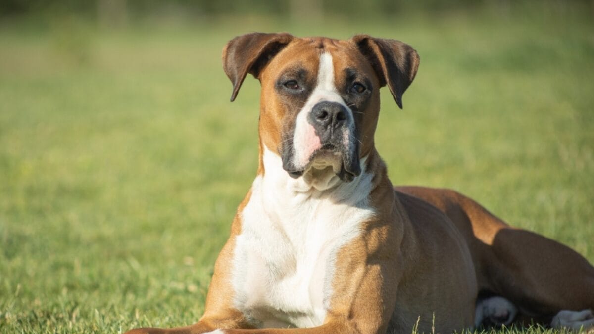 The High Cost of Cute: 8 Dog Breeds Considered "Unethical" to Buy 7 The High Cost of Cute: 8 Dog Breeds Considered "Unethical" to Buy - boxer ss2272988387