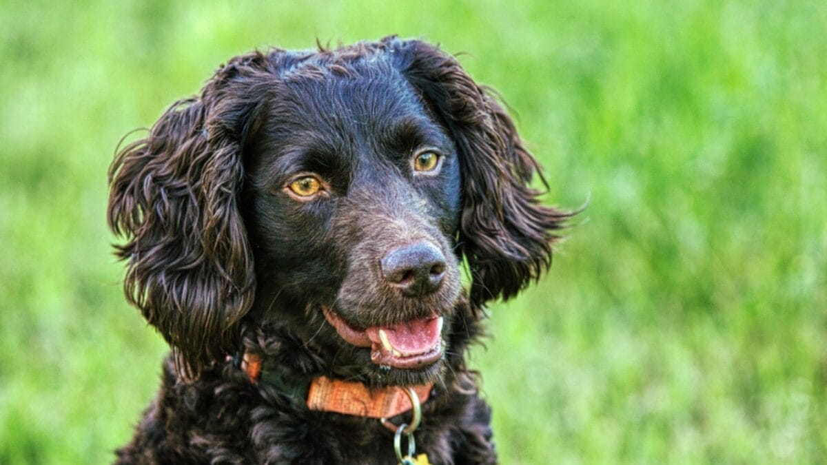 15 American Dog Breeds Born & Bred in the USA: The Underdogs - boykin spaniel ss1713875293
