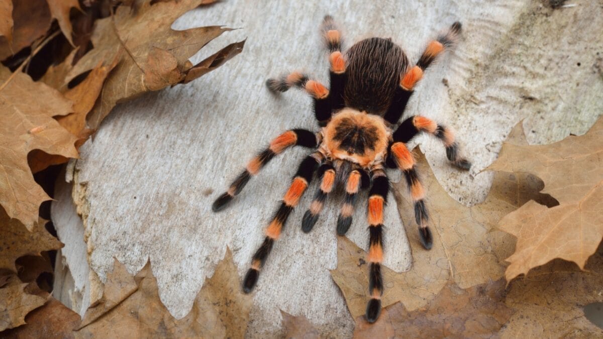 12 Colossal Spiders that Actually Exist in Real Life 9 12 Colossal Spiders that Actually Exist in Real Life - brazilian giant tawny red tarantula spider dp169385752