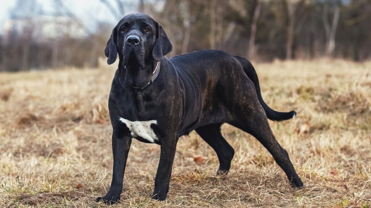 15 Dog Breeds So Intimidating They’ll Make Anyone Think Twice 12 15 Dog Breeds So Intimidating They’ll Make Anyone Think Twice - brazilian mastiff ss610686071