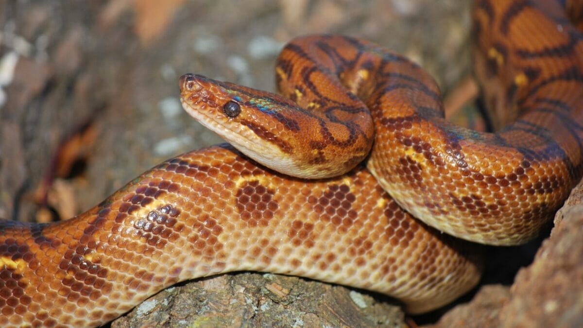 20 of the Most Colorful Snakes You'll Ever See - brazilian rainbow boa ss64765483