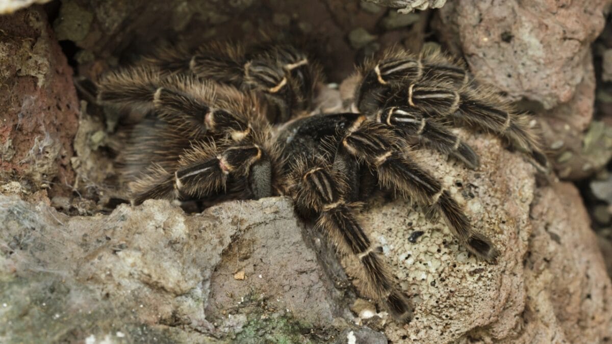 12 Colossal Spiders that Actually Exist in Real Life 5 12 Colossal Spiders that Actually Exist in Real Life - brazilian salmon pink birdeater spider dp310248232