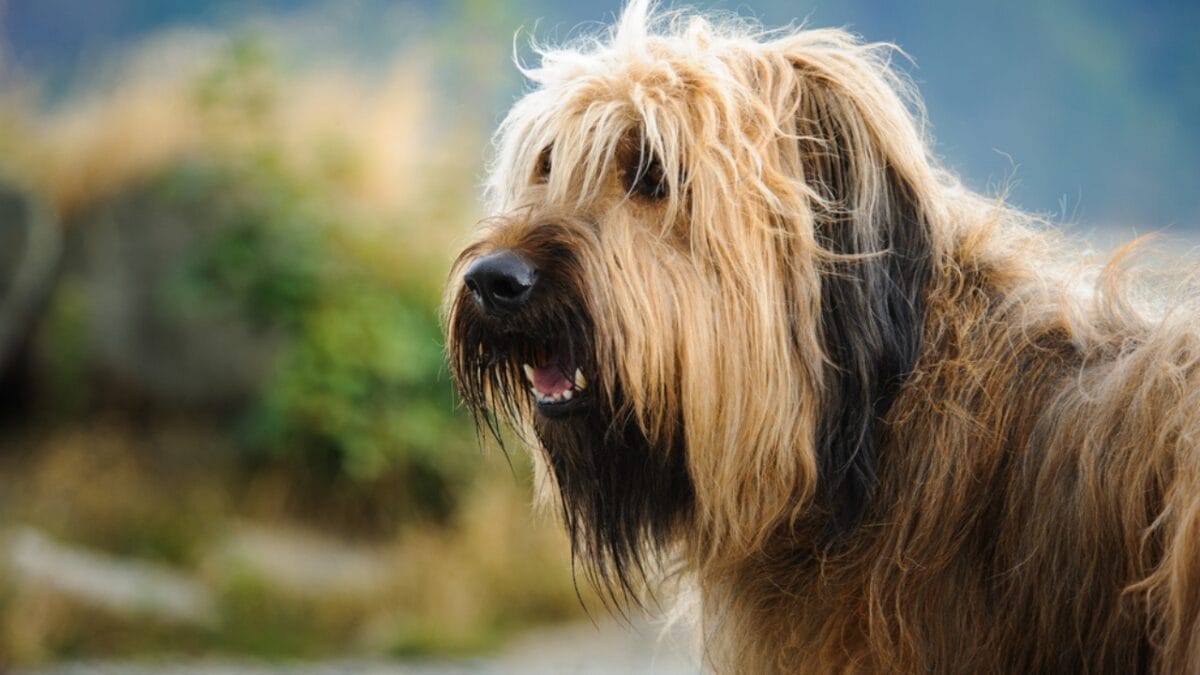The French Army's Briard Dog: 10 Reasons to Love This Shaggy Herding Companion 8 The French Army's Briard Dog: 10 Reasons to Love This Shaggy Herding Companion - briard dog face side ss359870306