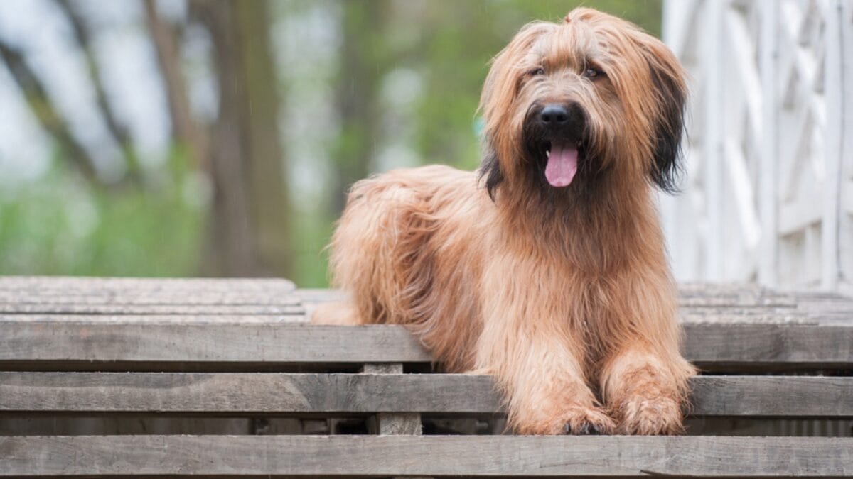 The French Army's Briard Dog: 10 Reasons to Love This Shaggy Herding Companion 9 The French Army's Briard Dog: 10 Reasons to Love This Shaggy Herding Companion - briard dog on stairs ss1631794582