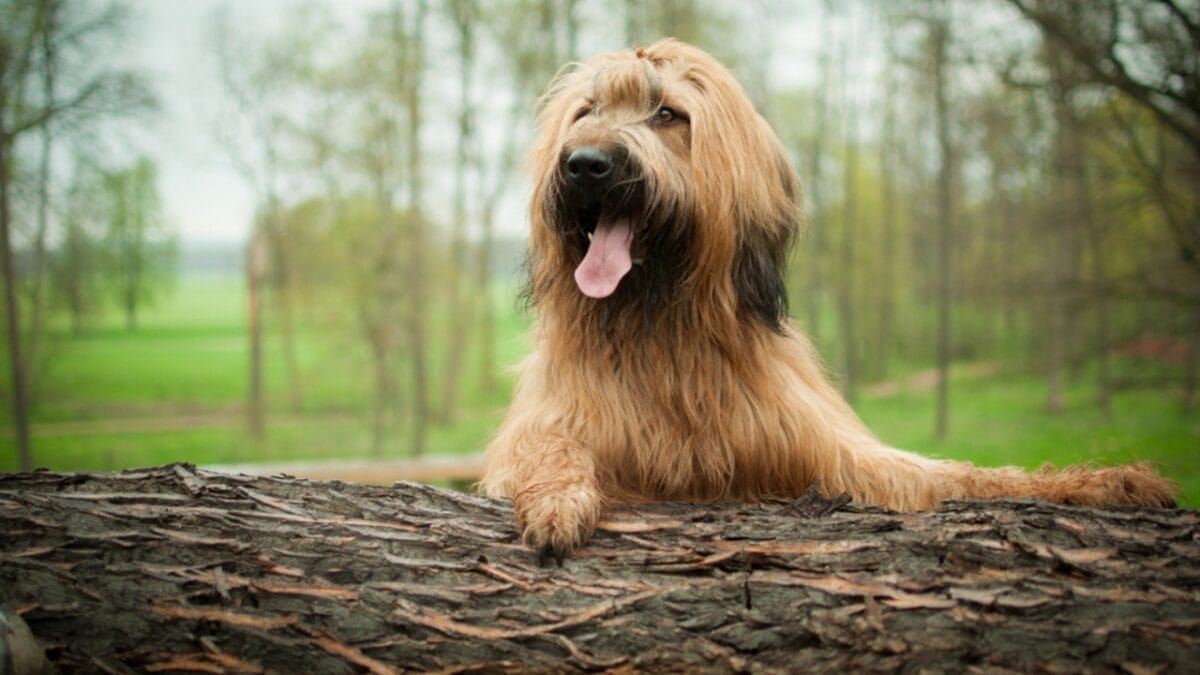 The French Army's Briard Dog: 10 Reasons to Love This Shaggy Herding Companion 2 The French Army's Briard Dog: 10 Reasons to Love This Shaggy Herding Companion - briard dog on tree bark ss1631794585