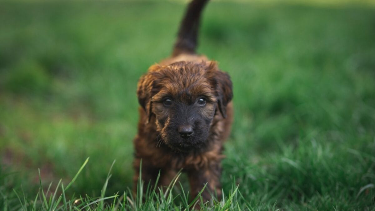 The French Army's Briard Dog: 10 Reasons to Love This Shaggy Herding Companion 11 The French Army's Briard Dog: 10 Reasons to Love This Shaggy Herding Companion - briard dog puppy ss2355231149