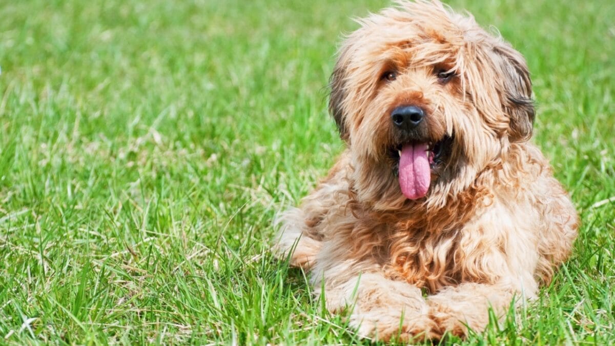 The French Army's Briard Dog: 10 Reasons to Love This Shaggy Herding Companion 6 The French Army's Briard Dog: 10 Reasons to Love This Shaggy Herding Companion - briard dog sitting grass ss344359481