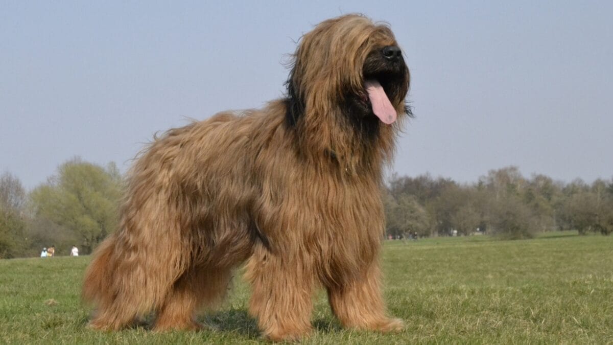 The French Army's Briard Dog: 10 Reasons to Love This Shaggy Herding Companion 4 The French Army's Briard Dog: 10 Reasons to Love This Shaggy Herding Companion - briard dog standing side grass ss2038451204